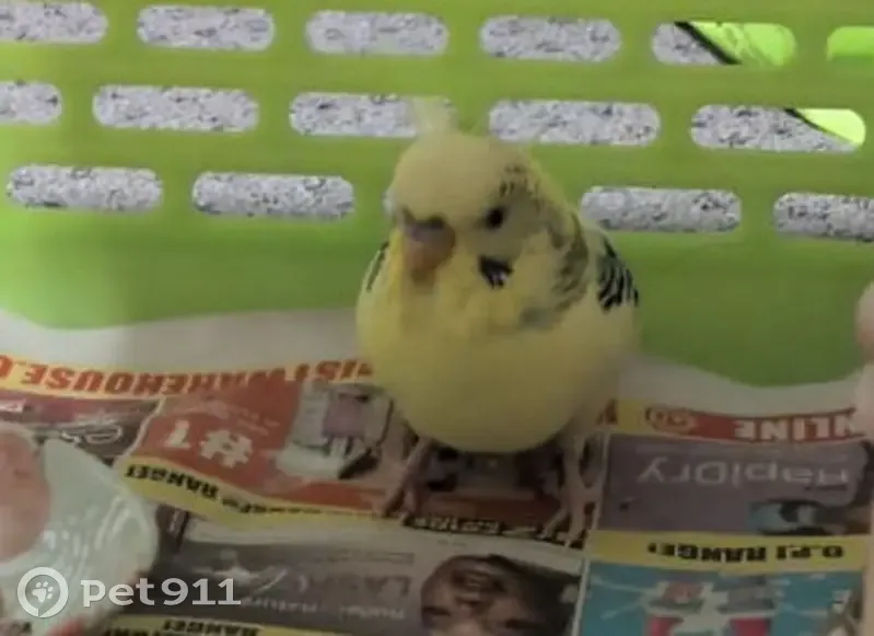 Found bird, Maroondah, Victoria, Melbourne - mainly yellow with green and blue - photo