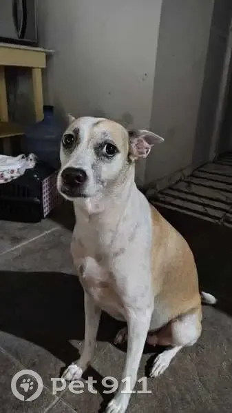 Perdido cachorro fêmea, Rua Costa Freire, 1467, Fortaleza - cabeça clarinha e manchas no pescoço - photo
