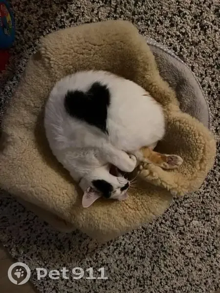 Lost cat, female, Stringybark Way, 23, Yanchep - calico, very vocal - photo