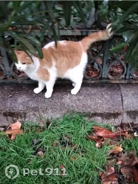 Perdido gato hembra, Plaza Murillo, Madrid - gatita menudita y arisca - photo