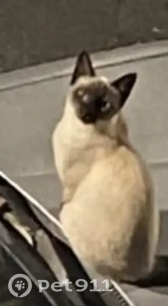 Encontrado gato fêmea, Rua Dolores Duran, São Paulo — dócil - photo