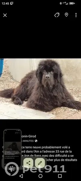 Chien perdu femelle, Rue de la Poste, 33, Château-Gaillard, Lyon - chienne de 9 ans, difficile à se déplacer - photo