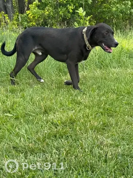 Lost dog, Bunker Hill Drive, 1325, Sun Prairie - male, black/brown fur, white belly and chin - photo