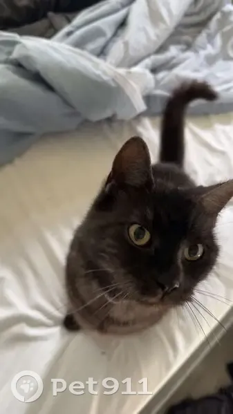 Lost cat, Childers Road, 3576, Bundaberg, Brisbane - male, yellowish orange eyes - photo