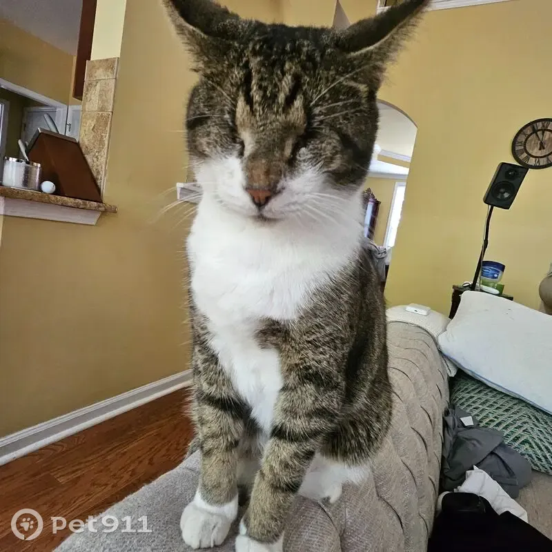 Lost cat, Island View Court, 1018, Buford - blind brown tabby male - photo