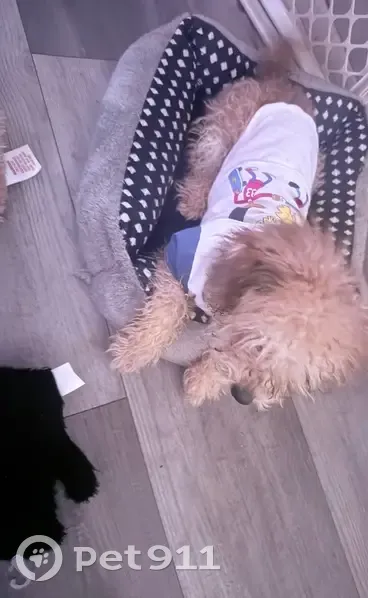 Lost dog, George Urban Boulevard, 2040, Depew - male poodle mix, 9 months old - photo