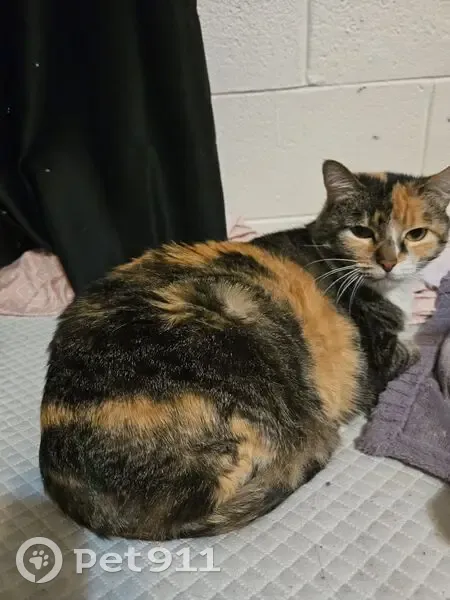 Lost cat, South 350 East, 605, Brigham City - female, square head, greasy coat - photo