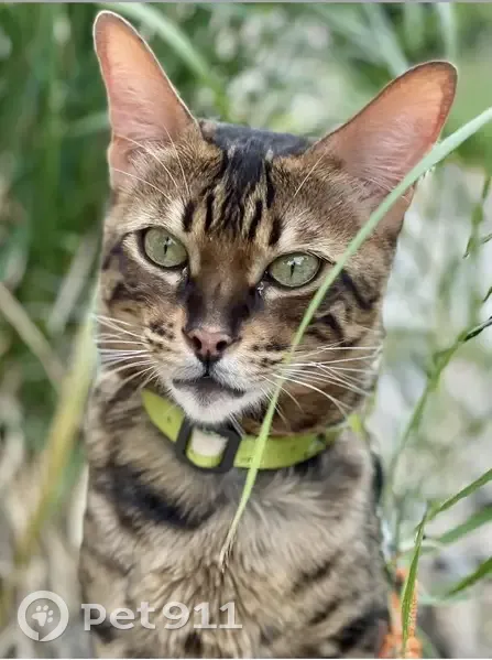 Lost cat, South Somerville Street, Morgan - brown with black markings, friendly F3 Savannah - photo