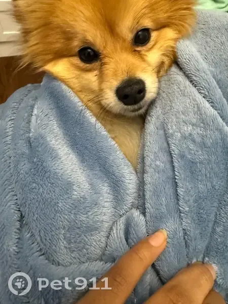 Lost dog, Kelly Road, 22146, Eastpointe — female, light brown, Ohana collar - photo