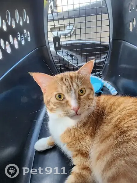 Lost cat, Wilson Avenue, 14, Warwick - shy indoor cat - photo