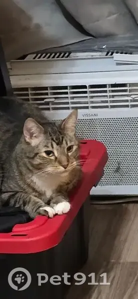 Lost cat, 2nd Avenue South, 2001, Minneapolis - male brown tabby with 4 white paws - photo