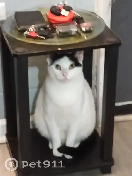 Lost cat, Nansemond Drive, 710, Newport News - very sweet boy - photo