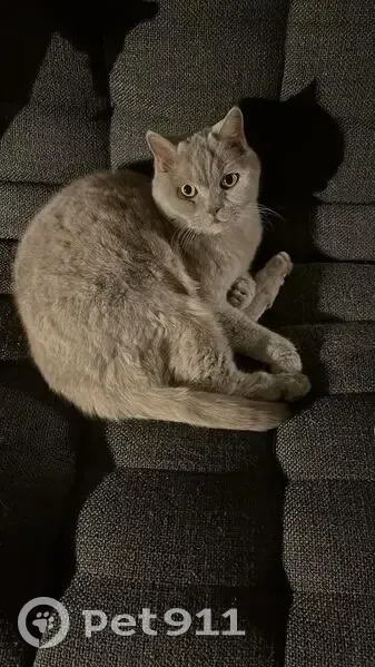 Chat perdu mâle, Rue Notre Dame, 23, Étretat - british shorthair, yeux jaunes - photo