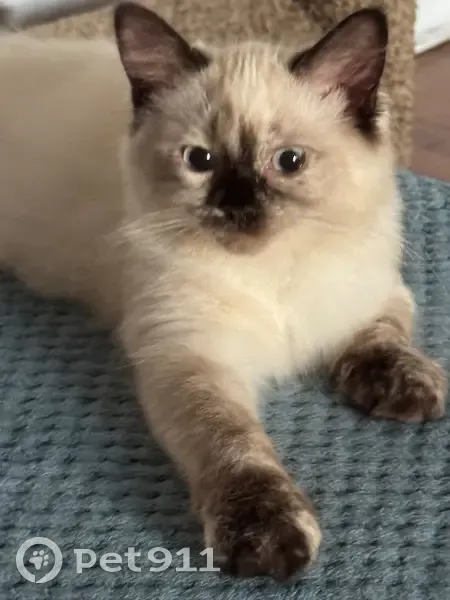 Lost cat, Avenue P, 1610, Manhattan — female, Siamese mix, white body with dark paws, face, tail, and ears - photo