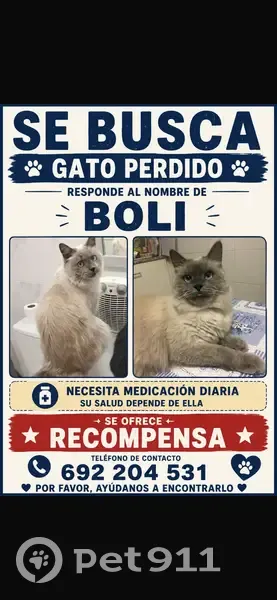 Perdido gato macho, Carrer de Dolores Ibárruri, 45 - 47, El Prat de Llobregat - photo