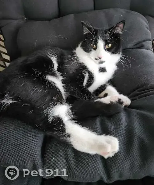 Missing cat Male, Gosnells (al496574) - photo