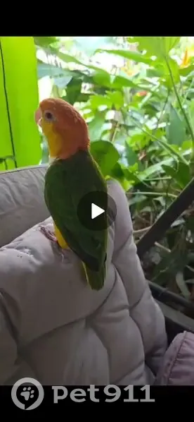 Lost bird, female, Choa Chu Kang Avenue 5, 485, Choa Chu Kang - wings clipped, leg ring - photo