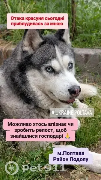 Знайдена собака, вулиця Зелений Острів, Полтава — спокійна дівчинка-хасючка - photo