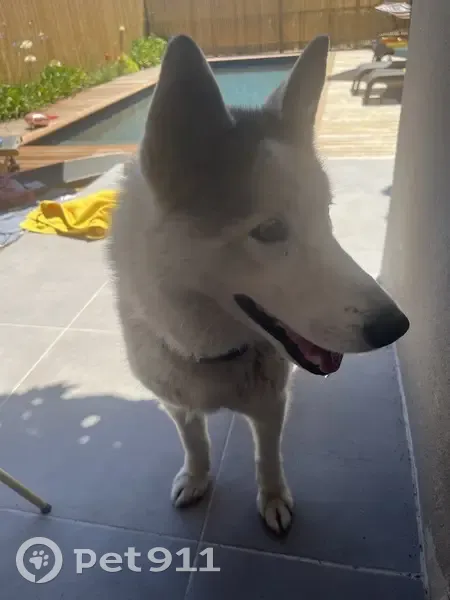 Chien trouvé, Qrt Bocca Del Oro, 370, Porto-Vecchio - photo