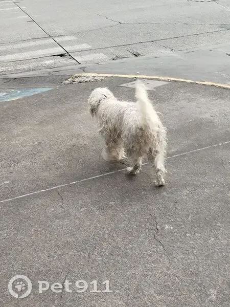 Encontrado perro macho, Avenida José María Iglesias, 3150, Guadalajara, Tonala - collar azul marino o negro sin placa - photo