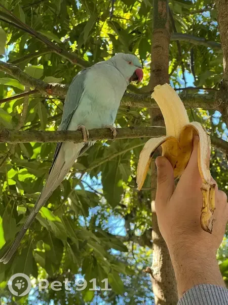 Encontrada pássaro, Rua Schiller, 427 - azul claro com anilha - photo