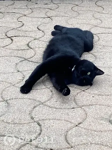 Chat perdu, mâle, Rue de la Treille, Attichy, Paris - grand chat noir avec tache blanche sous le cou - photo