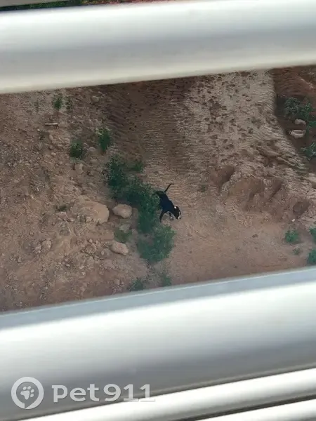 Encontrado perro, Carrer Zenòbia Camprubí, 20, Picanya, Paiporta - blanco y negro, presumiblemente labrador - photo