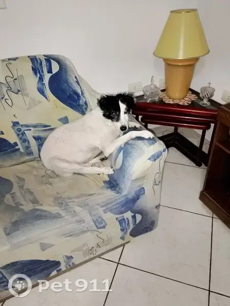 Perdido cachorro macho, Rua Doutor Antônio Mazzilli Filho, 314 — 13 anos, branco e preto, com blusa azul - photo