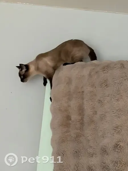 Perdu chat femelle, Cité des Petits Pres, 1, Dourdan, Paris - beige et noir - photo