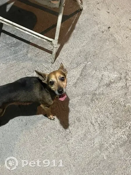 Perro encontrado macho, 2do sector de Las Puentes, Monterrey - talla chica y color café con negro - photo