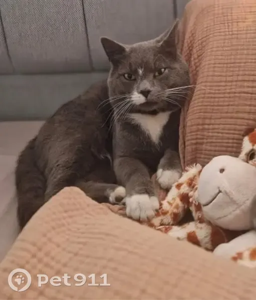 Lost cat, Chatham Grove, Chatham, Chatham — male, mostly grey with a white heart-shaped chest patch - photo