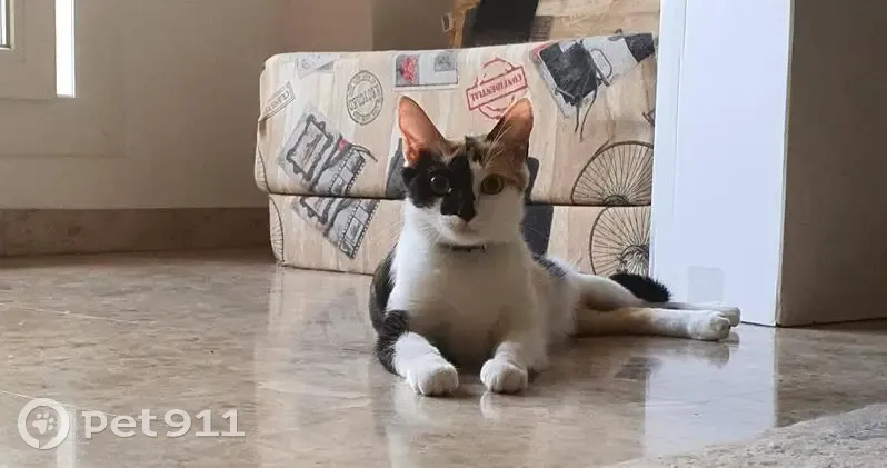 Perdido gato hembra, Avenida Alcalde Miguel Escalona Quesada, Torremolinos - muy tímida, tricolor - photo