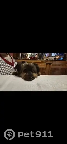 Perdido perro macho, Carrer de la Riera de l'Escorxador, 4, L'Hospitalet de Llobregat - negro, con chip y castrado - photo