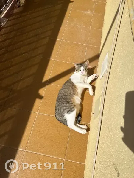 Gato perdido masculino, Carrer de la Tecnologia, 195, Viladecans — atigrado gris, tamaño medio - photo