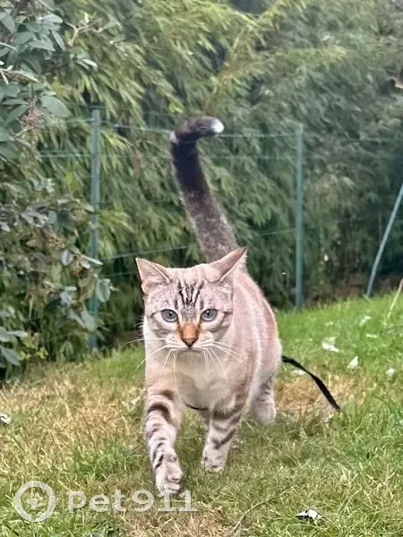 Chat perdu mâle, Kersouarec, 4, Saint-Yvi, Saint-Nazaire — tigré beige et noir, yeux bleus - photo