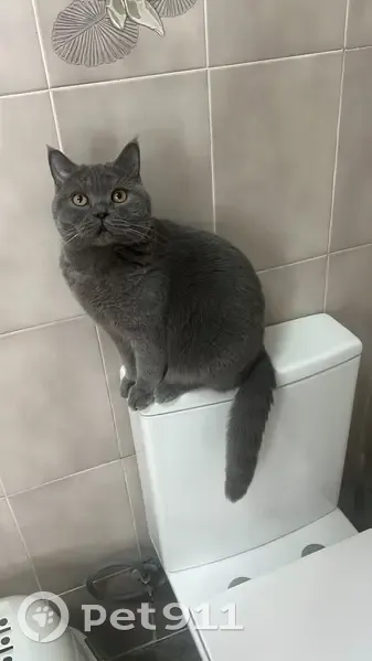 Perdido gato hembra, Avinguda del Rei Juan Carlos I, Xàbia, Madrid - photo