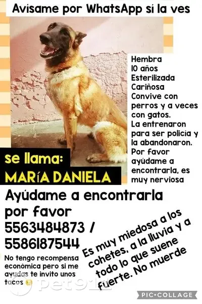 Perdido perro hembra, Ocotzotl, 9, Chimalhuacán, Santa Maria Chimalhuacan — muy miedosa a ruidos fuertes - photo