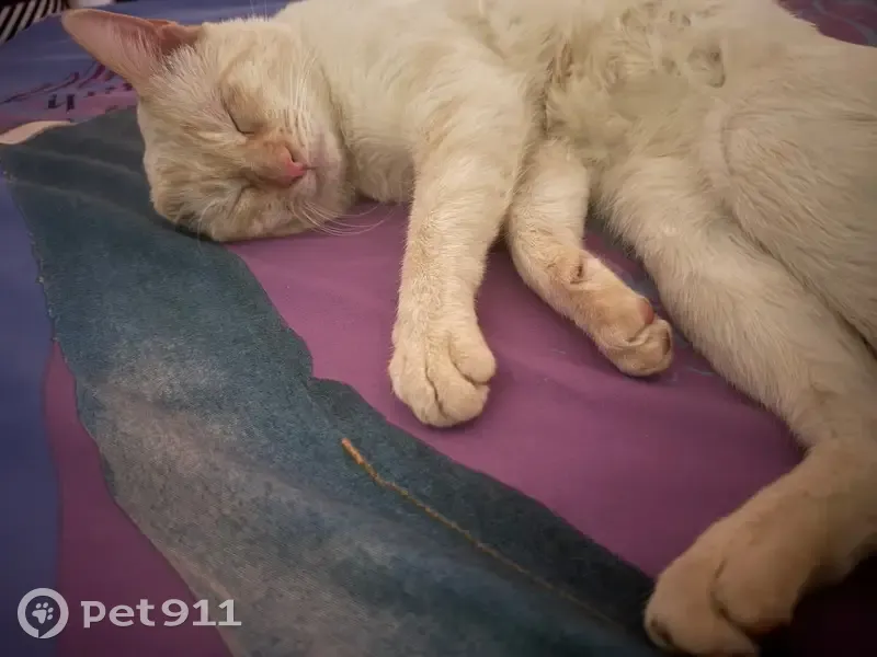 Perdido gato macho, Avenida Santa Clara, Castilla-La Mancha, Pozuelo de Alarcon - ojos azules claritos - photo