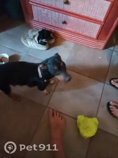Encontrado perro hembra, Carrer Port de Sant Miquel, 30, Sant Joan de Labritja, Santa Eularia des Riu - pincher mini tranquila con correa rosa - photo