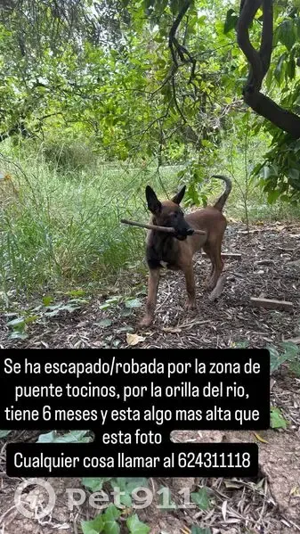Perdido perro hembra, Diseminado Carril Baltasares, 5, Murcia - malinoils, se llama Laika - photo