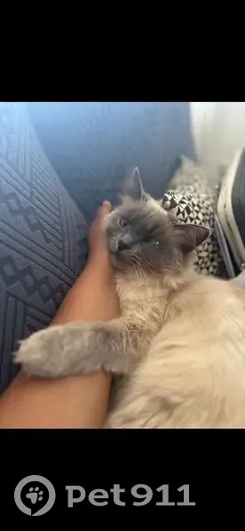 Lost cat, Dalmeny Avenue, London - female ragdoll, indoor cat - photo