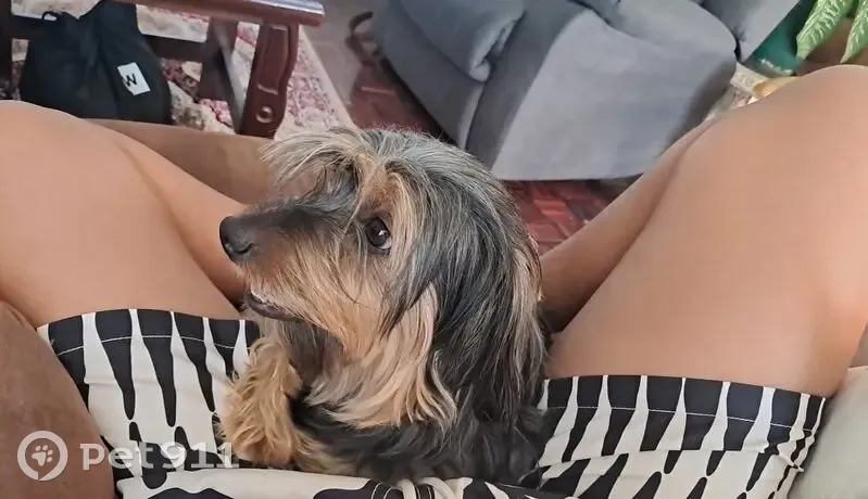 Lost dog, Retreat Road, 173, Retreat - young, black and light brown coat - photo