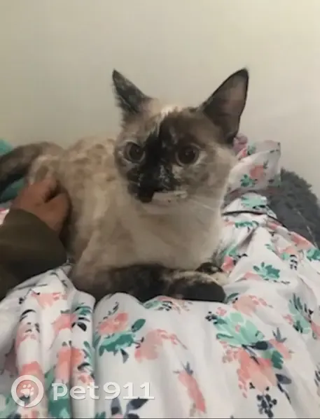 Lost cat, East 2nd Street, 159, New Castle - black tail, right back paw - photo