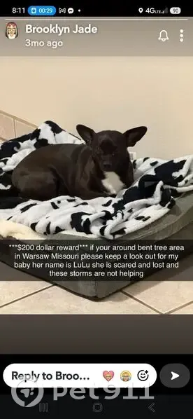 Lost dog female, Choctaw Pass Drive, 30904, Warsaw, Chicago - black coat, scar under right eye - photo
