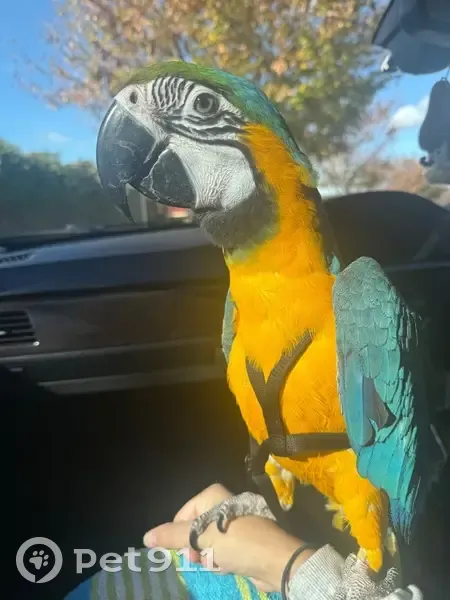 Lost Bird, Crain Court, 16, Camden - male Blue & Gold Macaw - photo
