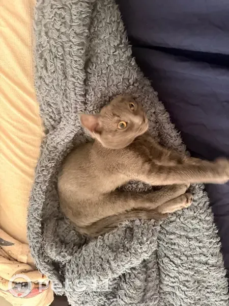 Perdido gato hembra, Carrer de Pablo Picasso, 16, Ibiza - tiene una cadena plateada - photo