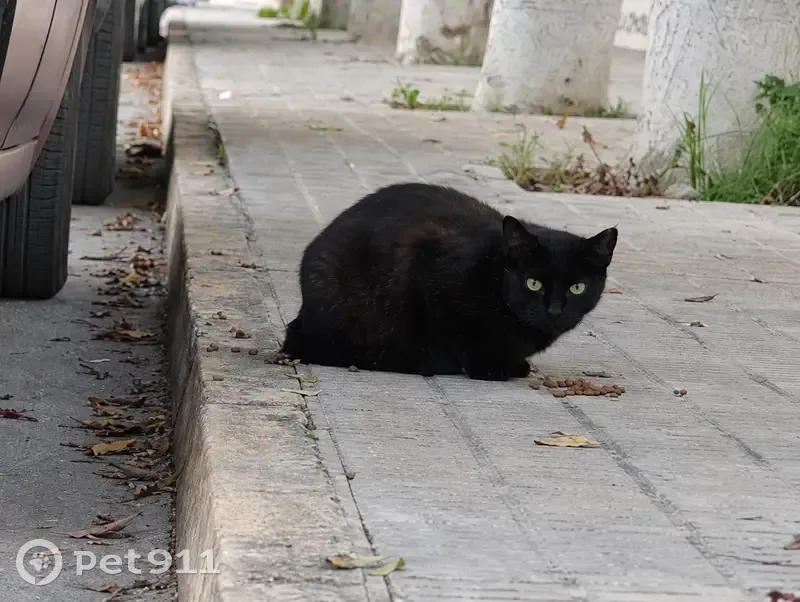 Perdida gata hembra, Carrer les Malves, 21, Santa Pola - muy asustadiza - photo