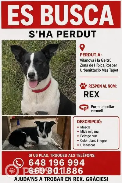 Perdido perro macho, Diseminado Poligon 41, 93, Vilanova i la Geltrú, Vilanova i la Geltru - blanco y negro - photo