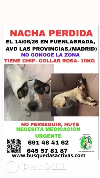 Perro perdido Hembra, Fuenlabrada (sl496354) - photo