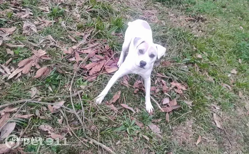 Encontrado cachorro macho, Estrada Municipal da Uva, Caxias do Sul — foi abandonado - photo